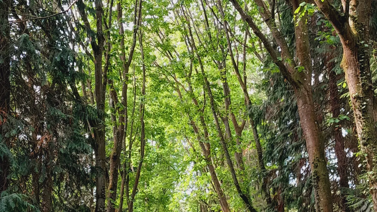 Forêt de Montfort