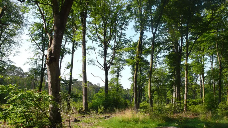 Forêt de Rennes