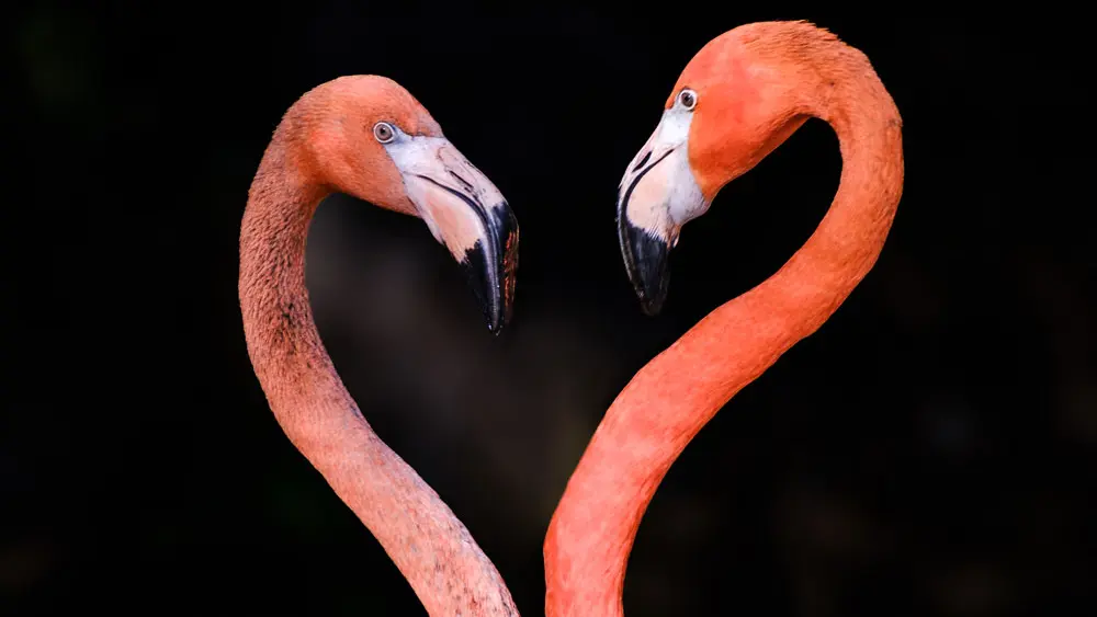 Les Terres de Nataé