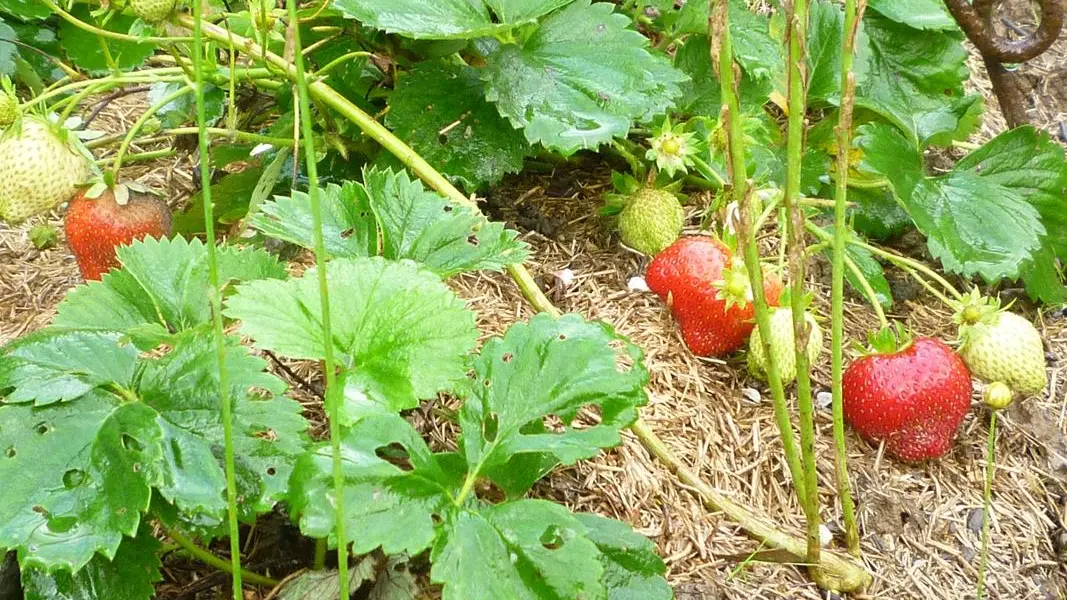 Fraises au jardin