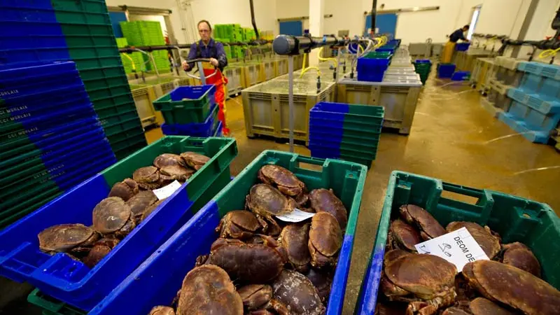 Galerie de Visite de la Criée de Roscoff