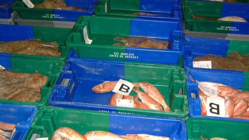 Galerie de Visite de la Criée de Roscoff