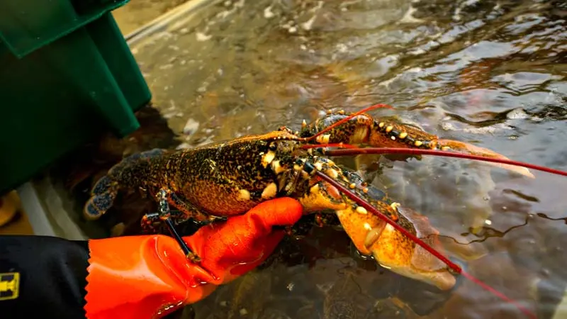 Galerie de Visite de la Criée de Roscoff