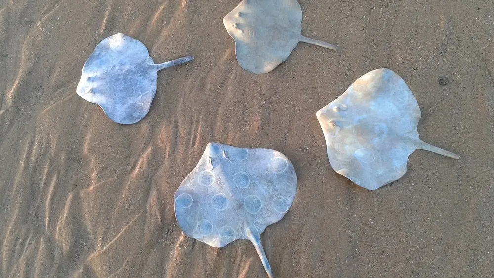 Galerie-le-Crabe-Bleu-Saint-Lunaire-raies-2