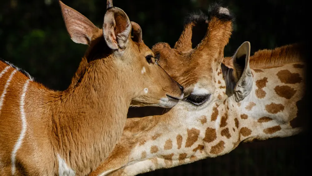 Les Terres de Nataé