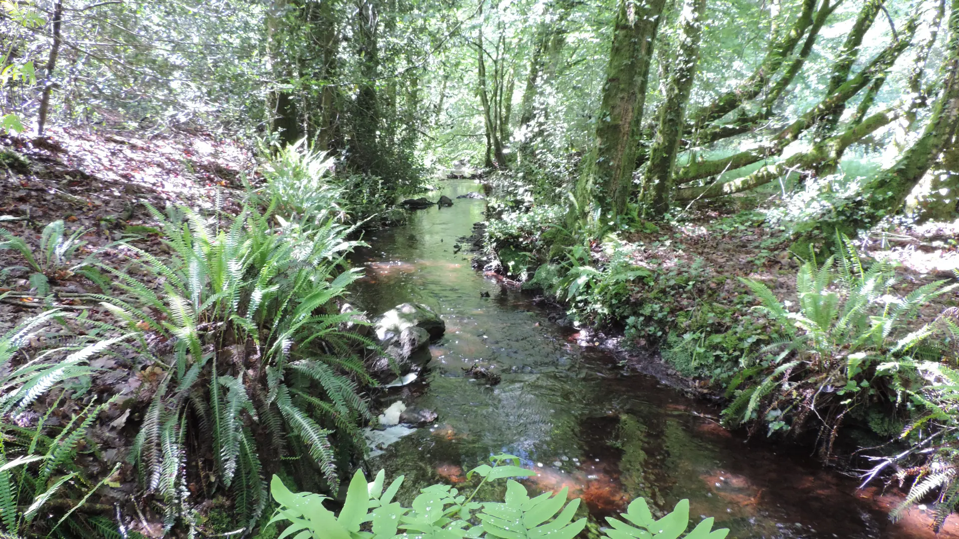 Gite-Le-Cellier-Paimpont-foret-2