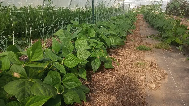 Ferme Graines de vie - Guégon - Morbihan