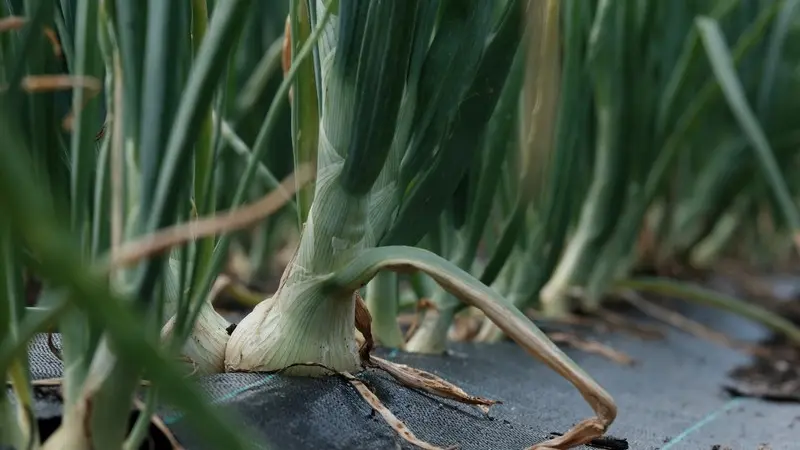 Ferme Graines de vie - Guégon - Morbihan