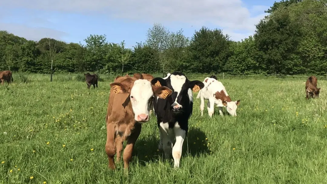 Gy-te-Ty-Bois-Kergrist-4-