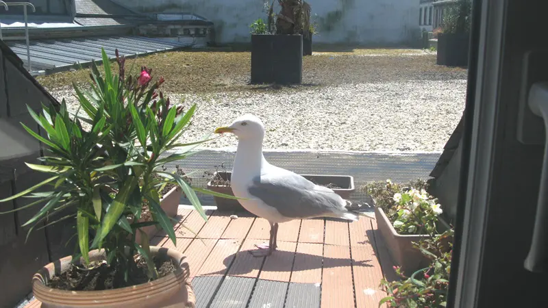 Location Mme Eveillard à Saint-Malo