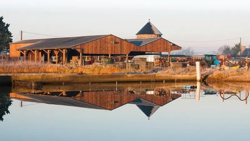 Dégustation-Huitre Cahue-St Méloir des Ondes