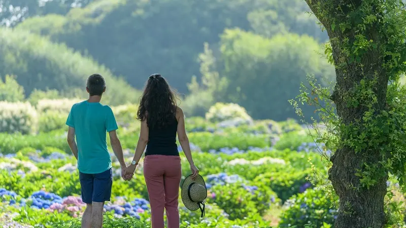 Hortensias - pépinière - Taupont - bretagne