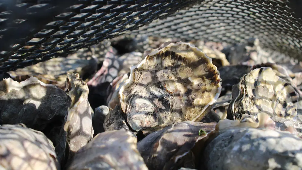 Aber Wrac'h Huîtres Bar