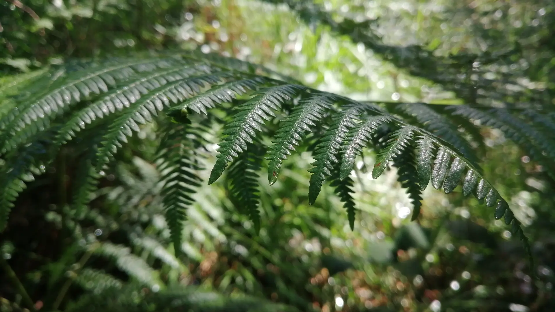 Forêt Montfort-sur-Meu