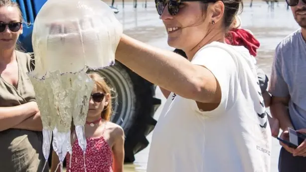 Méduse chou fleur Baie du Mont St Michel
