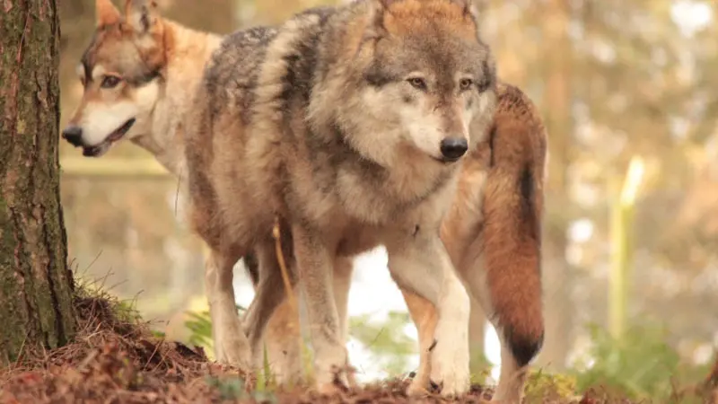 Les loups de Coat Fur