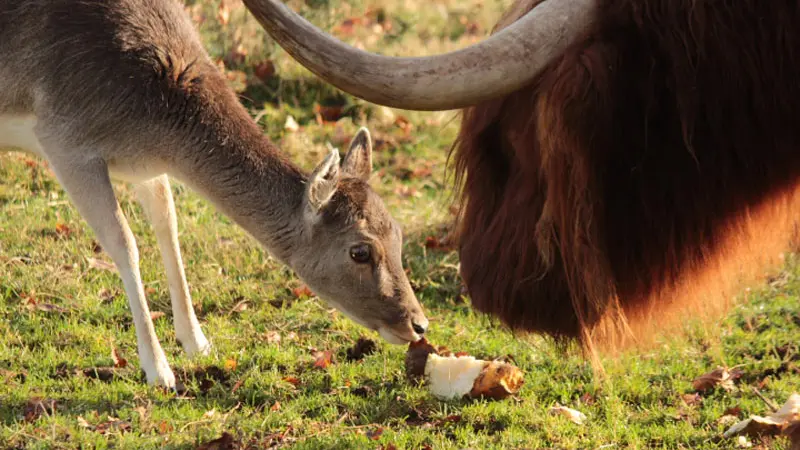 Les loups de Coat Fur
