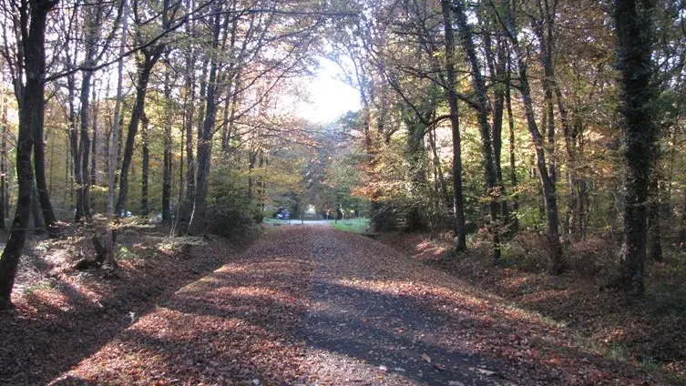 Foret de Montauban de Bretagne