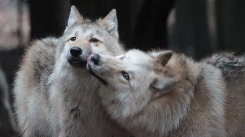 Les loups de Coat Fur