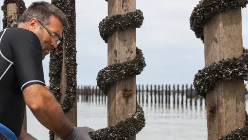 Moules AOP baie du mont saint michel
