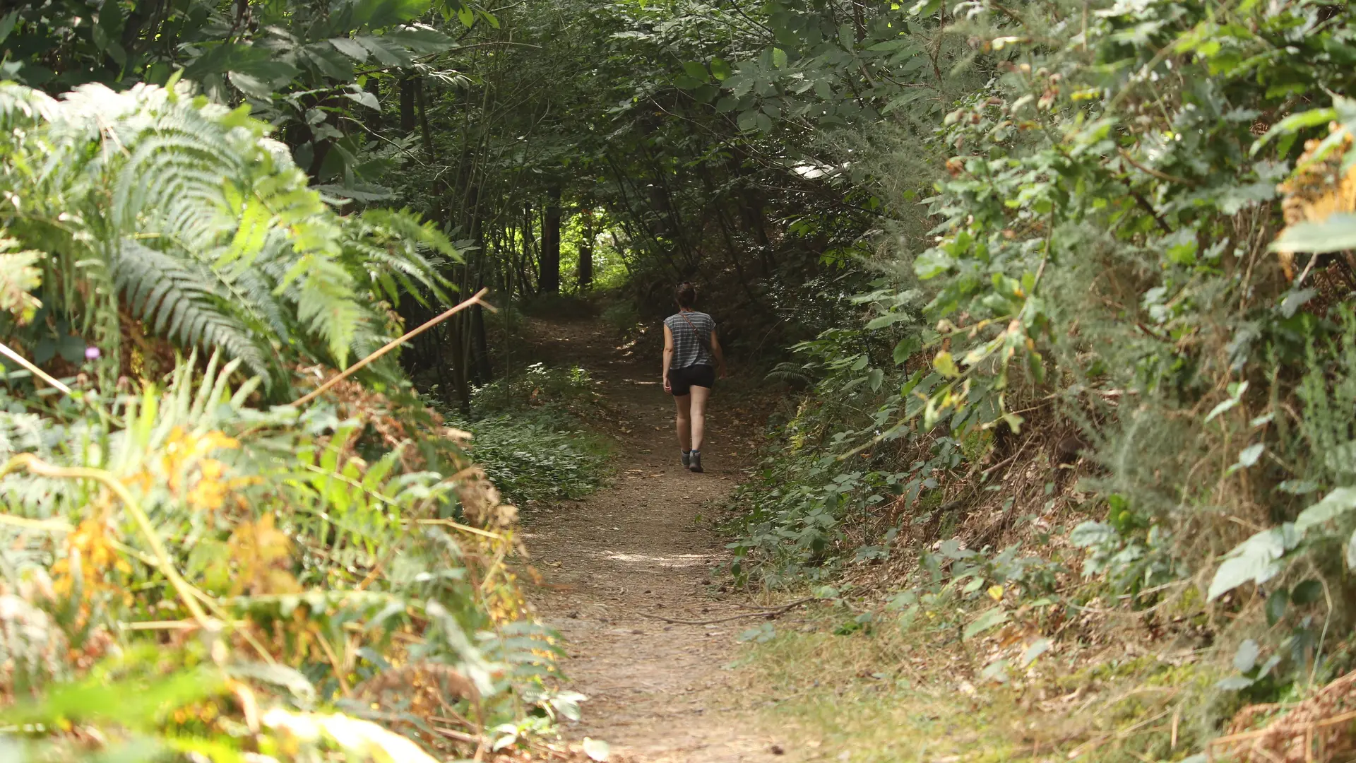 Forêt et landiers