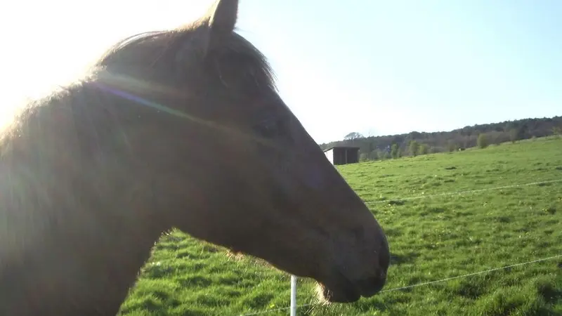 les-chevaux-du-vent-la-claie-des-landes
