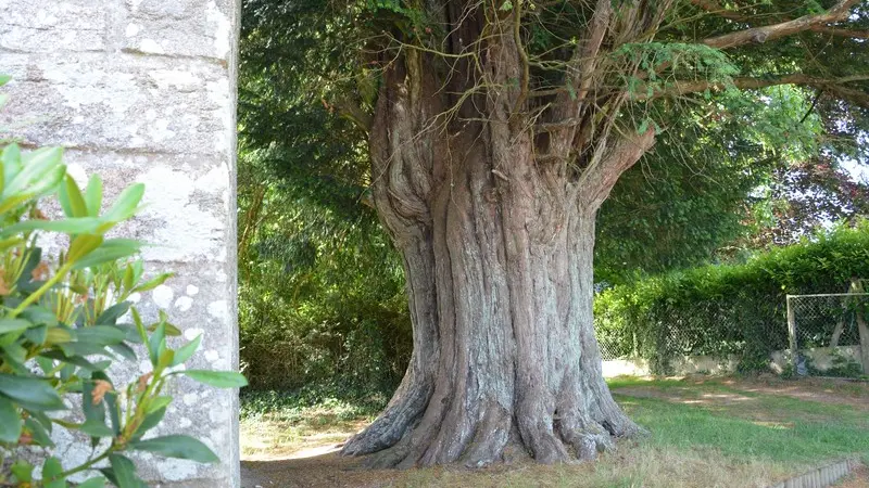 If de la Chapelle Saint Yves - Cruguel - Arbres remarquables du Morbihan