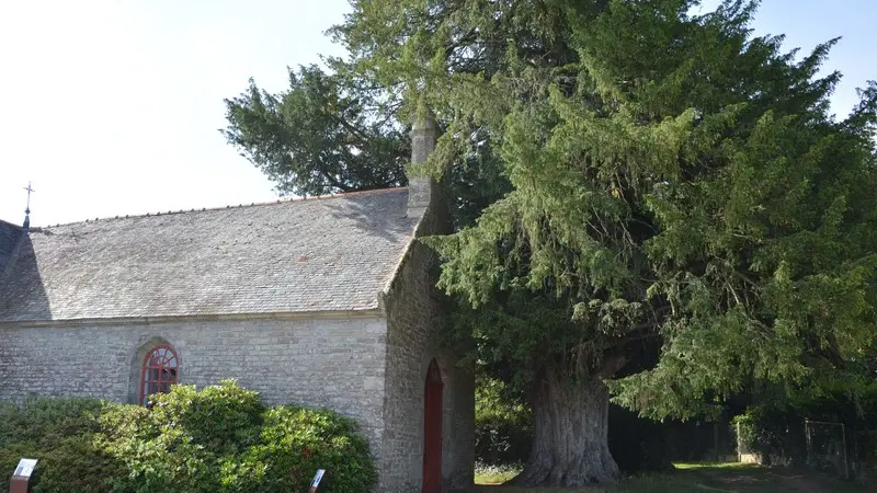 If de la Chapelle Saint Yves - Cruguel - Arbres remarquables du Morbihan