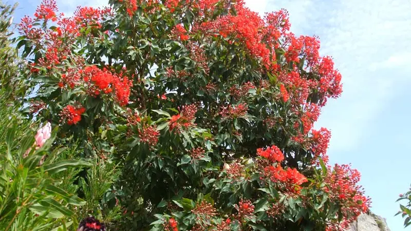 Jardin Exotique de Roscoff