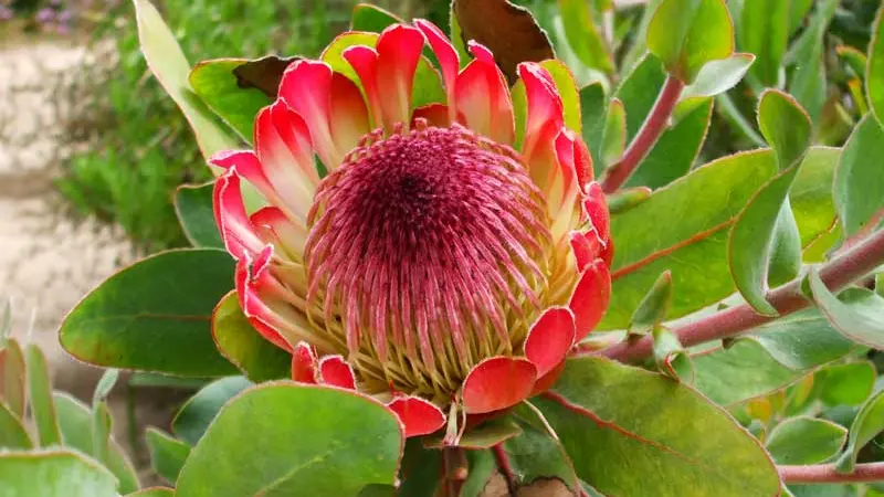 Jardin Exotique de Roscoff