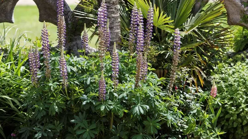 L'Orangerie de Lanniron