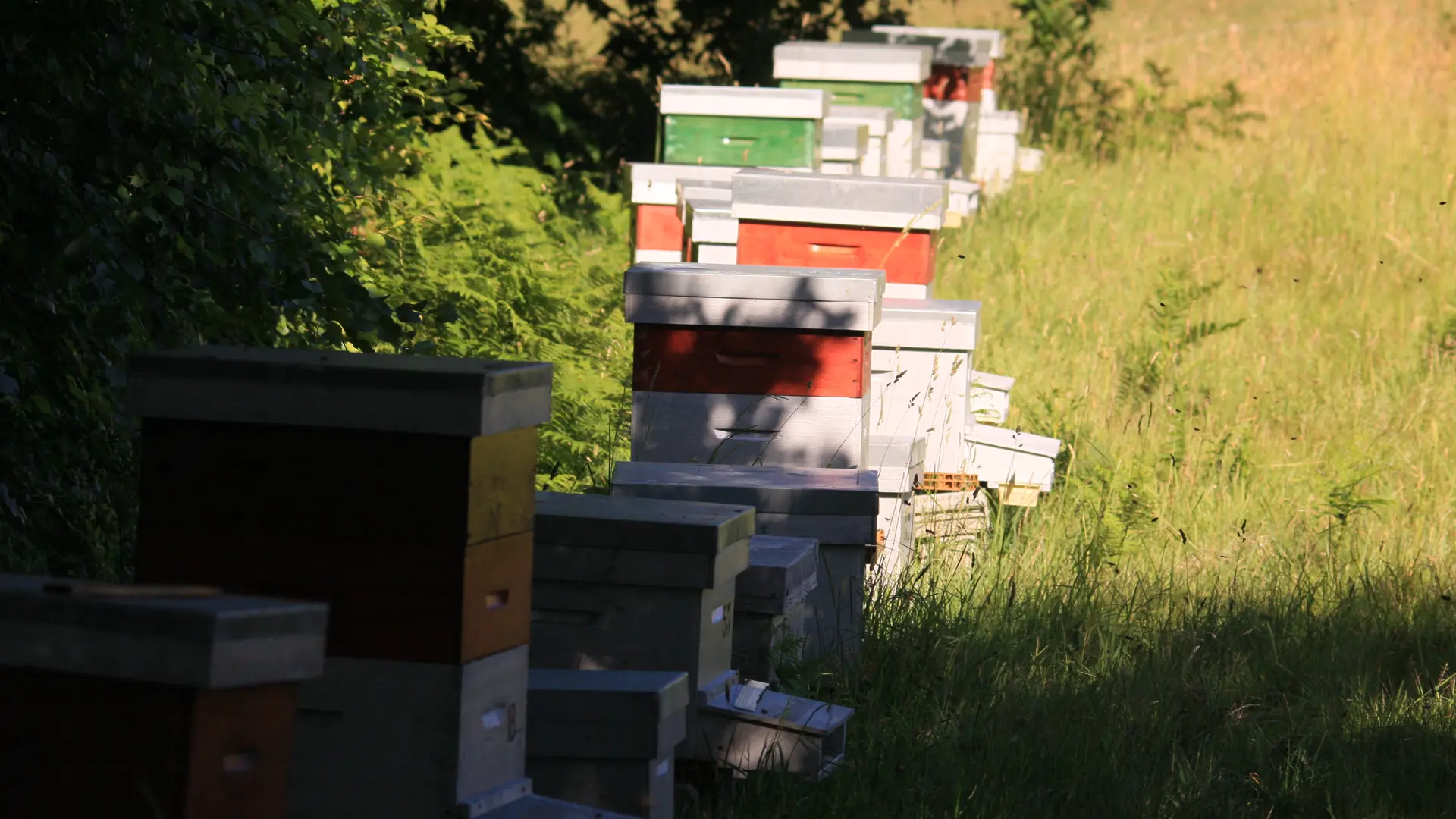VISITE DU RUCHER DE L'ABEILLE NOIRE-LE PALAIS