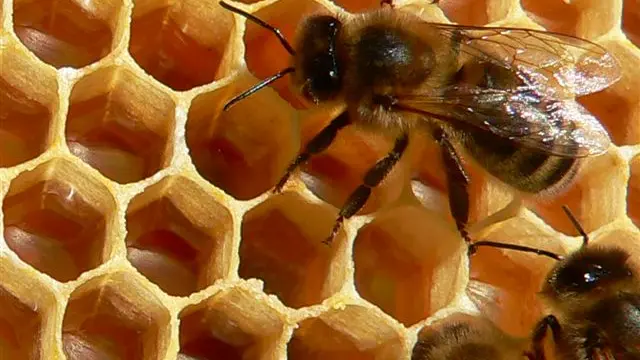 VISITE DU RUCHER DE L'ABEILLE NOIRE-LE PALAIS
