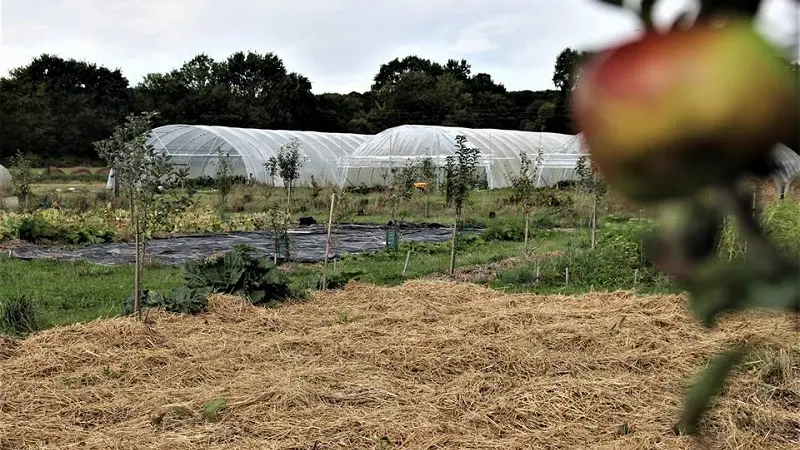 La-Ferme-Maraichage-bio-6