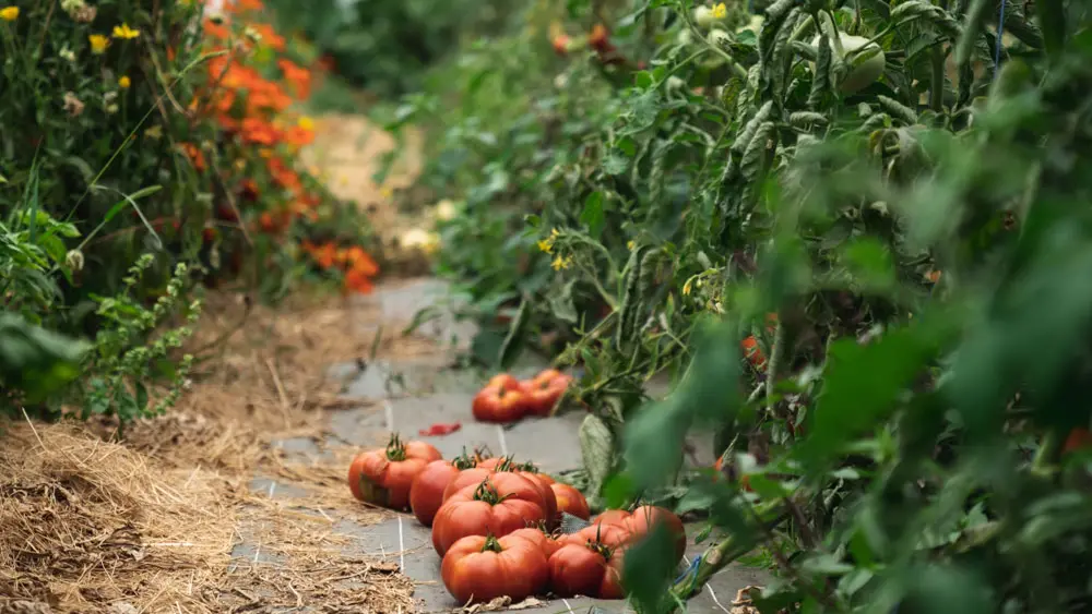 La Morinais, Restaurant à la Ferme