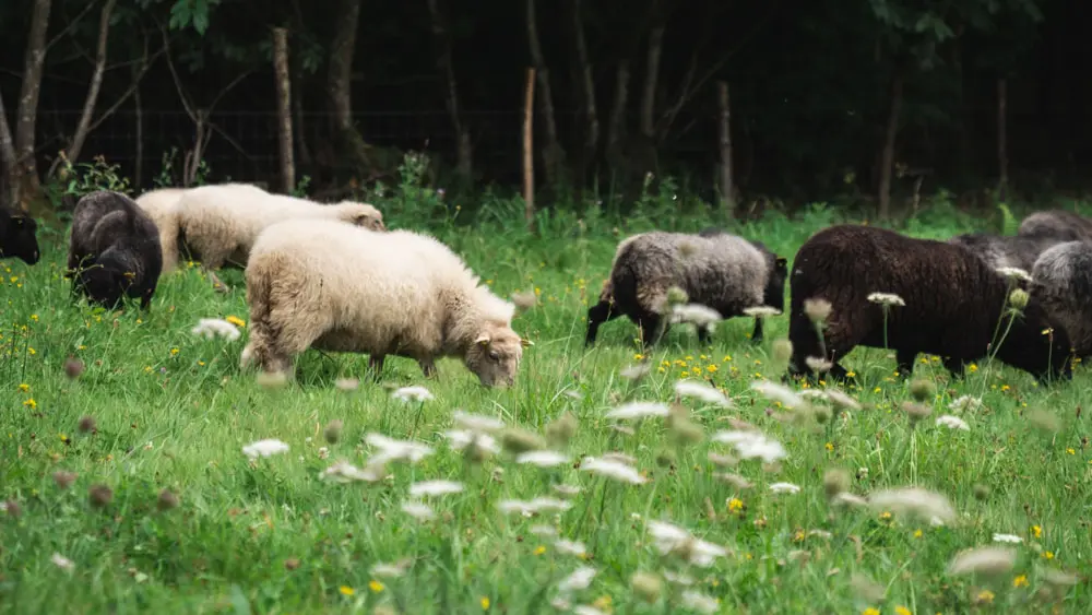 La Morinais, Restaurant à la Ferme