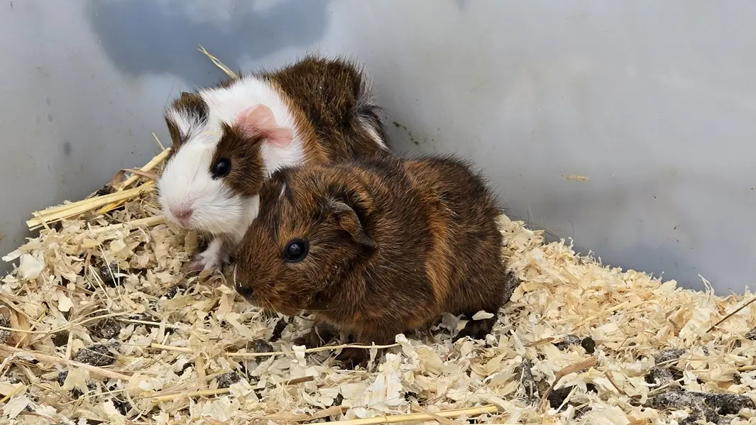 La ferme Solidor St Malo