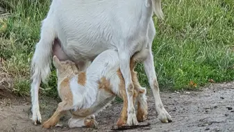 La ferme Solidor St Malo