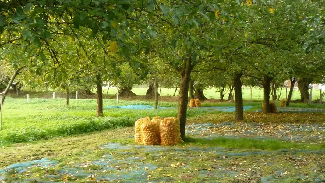 La récolte des pommes