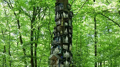 Le Chêne à la Vierge, forêt de La Guerche-de-Bretagne 3