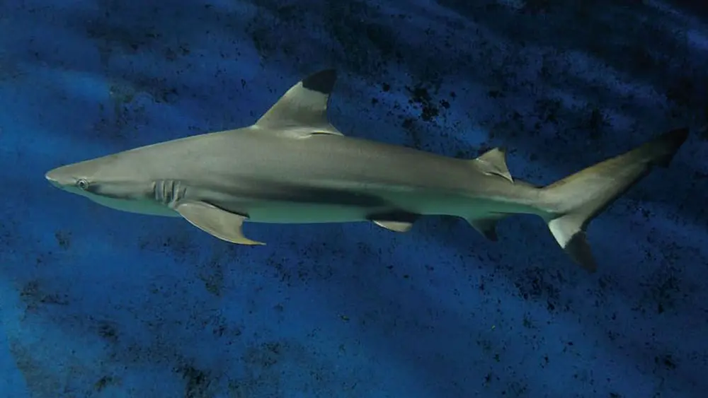 Grand Aquarium de Saint-Malo