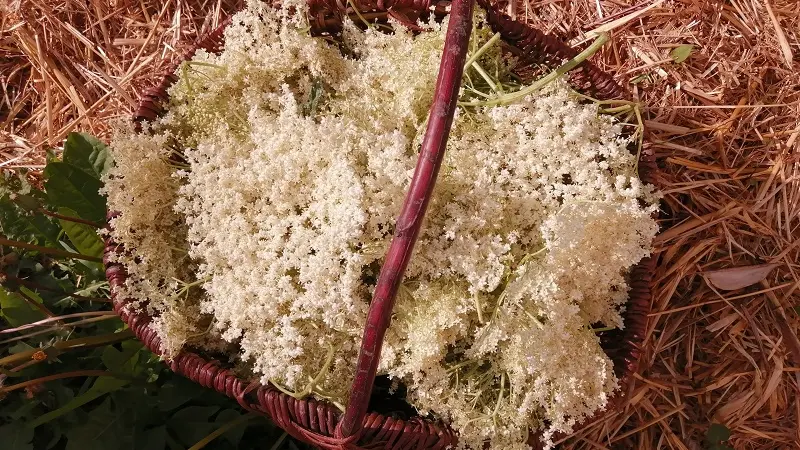 Le Ruisseau coopérative  - Epiniac