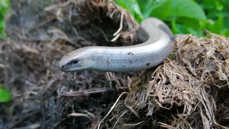 Le Ruisseau coopérative  - Epiniac