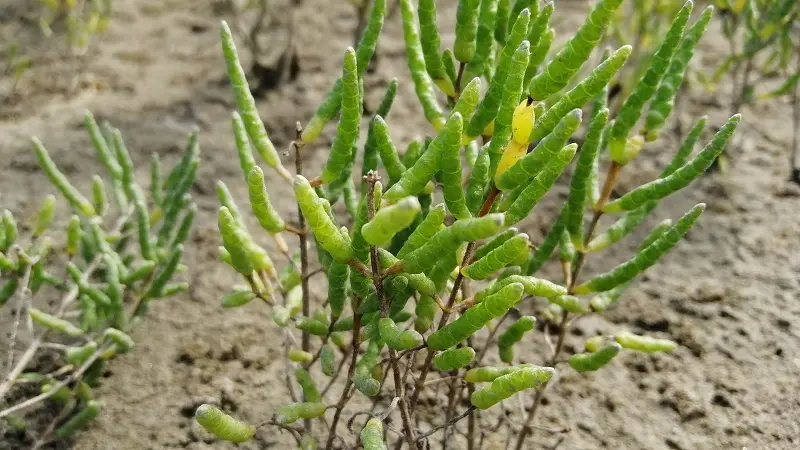 e Ruisseau coopérative  - Epiniac