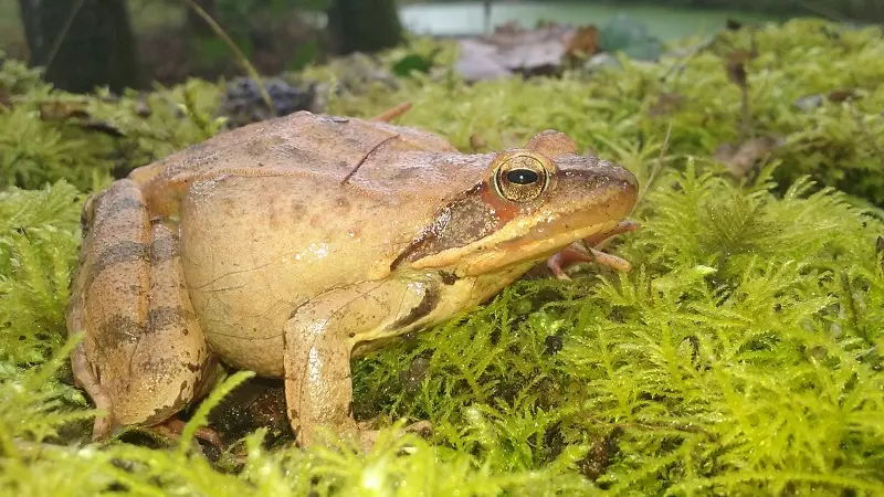 Le Ruisseau coopérative  - Epiniac