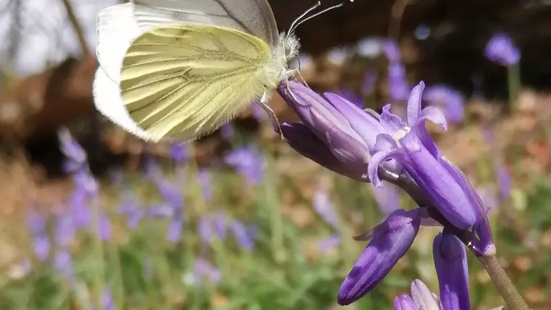 Le Ruisseau coopérative  - Epiniac