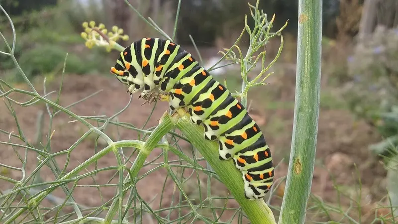 Le Ruisseau coopérative  - Epiniac