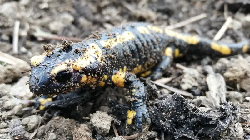 Le Ruisseau coopérative  - Epiniac