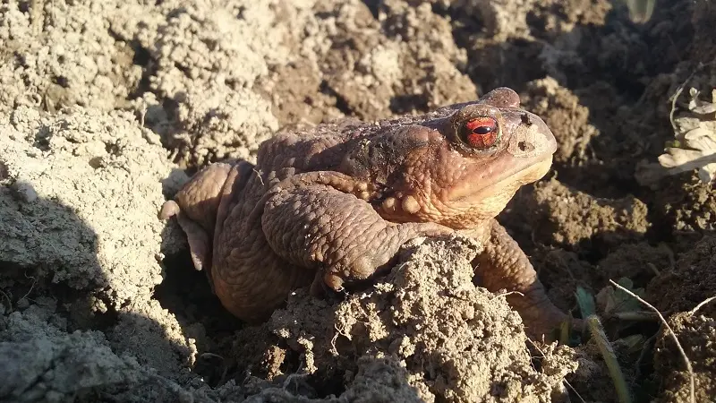Le Ruisseau coopérative  - Epiniac