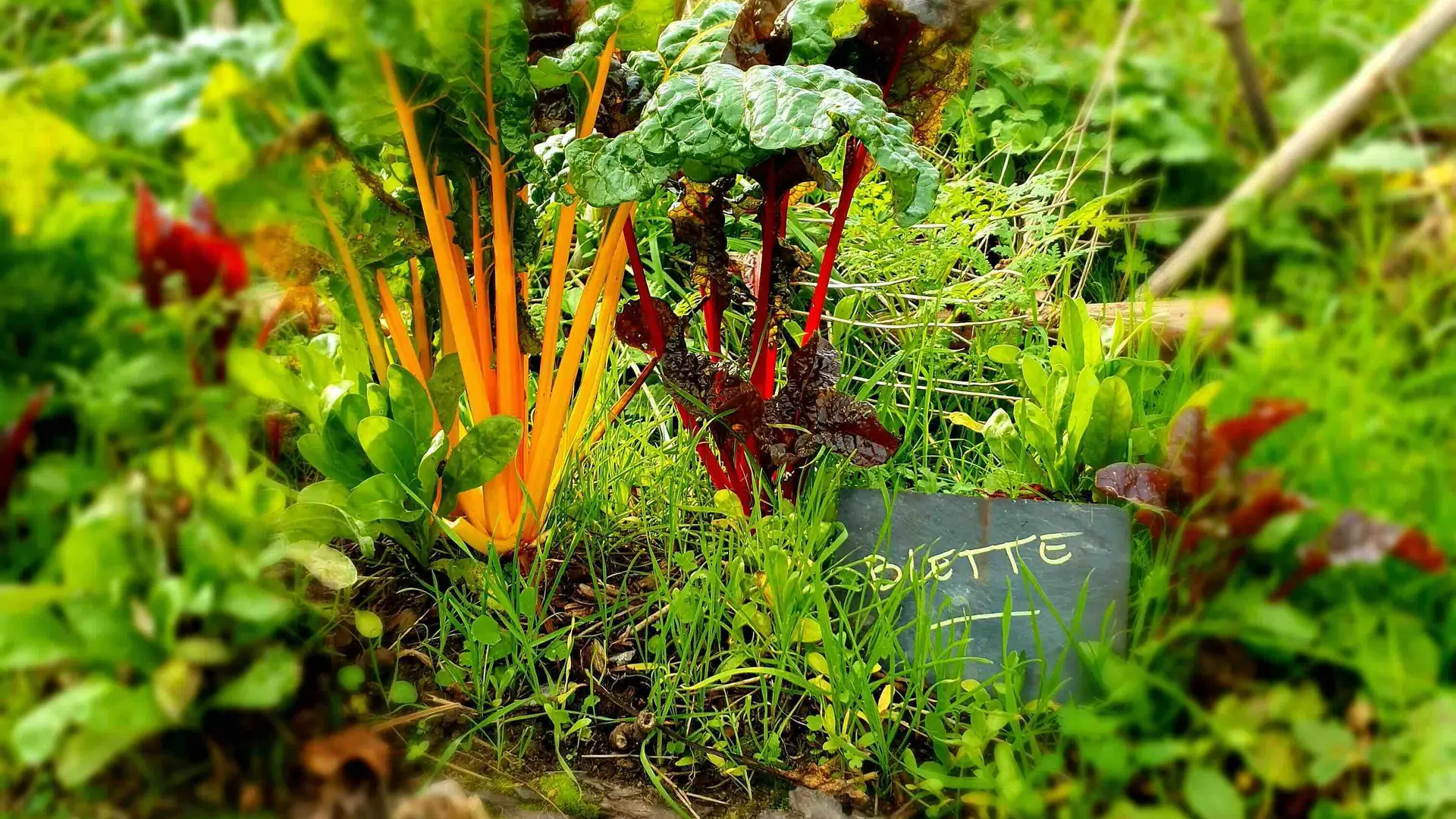 Le jardin est en permaculture (1)